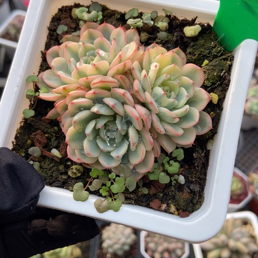 924忌廉锦多肉植物