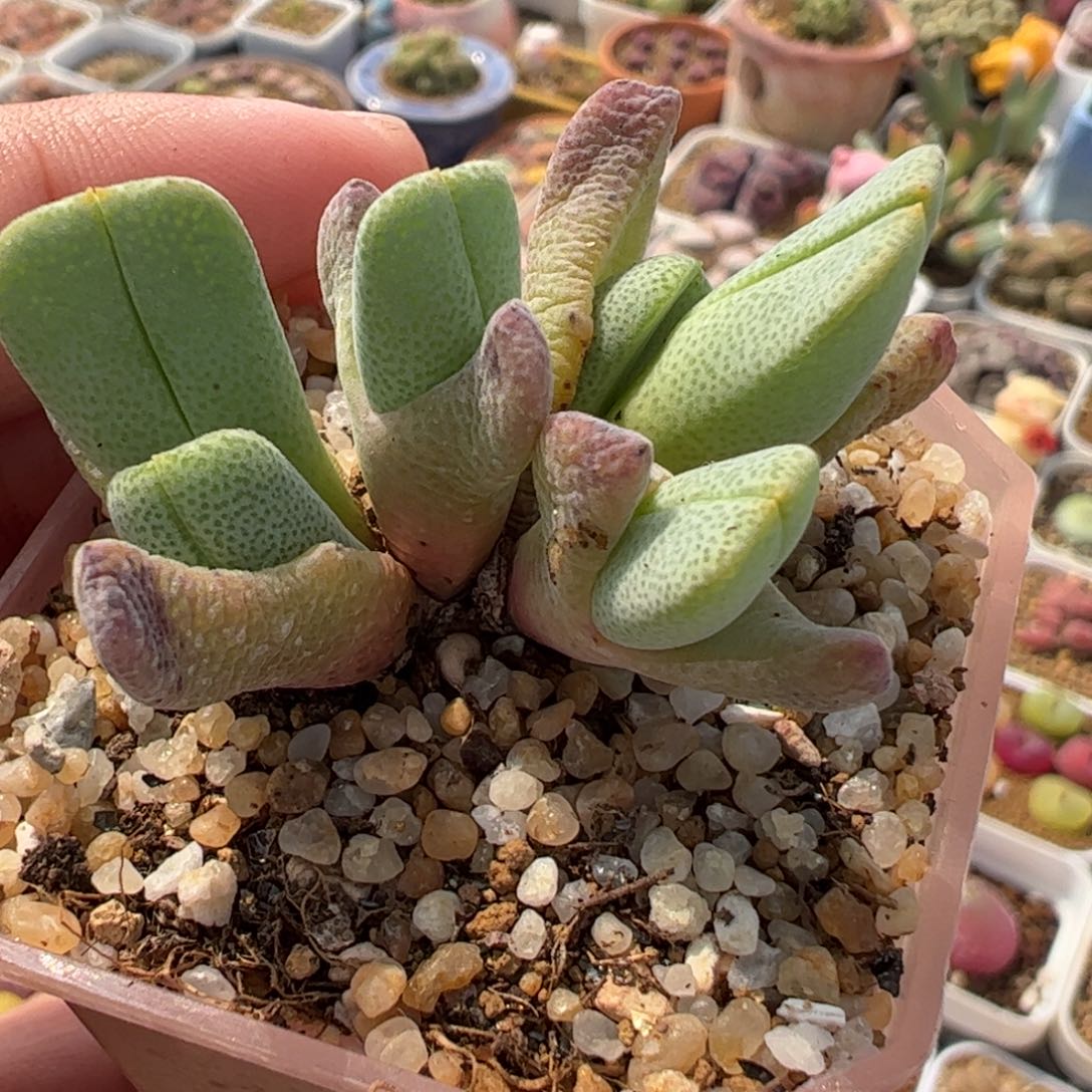 852多肉植物百科