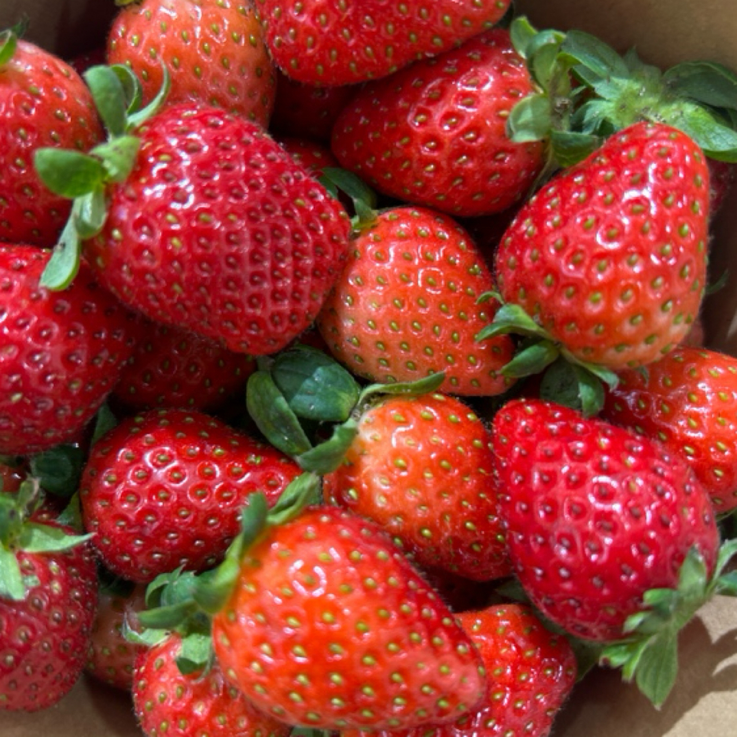 本地新鲜草莓小果新鲜采摘产地直达门店鲜甜可口330克