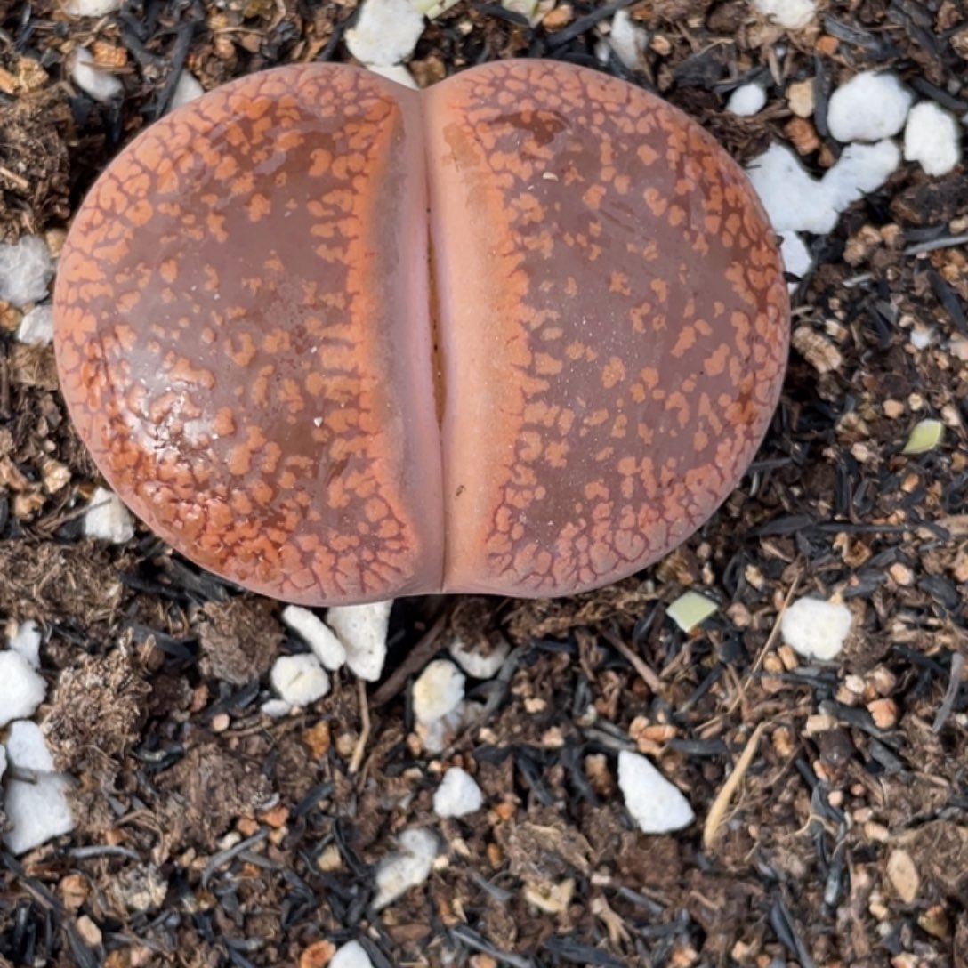 非偏远满20包邮801