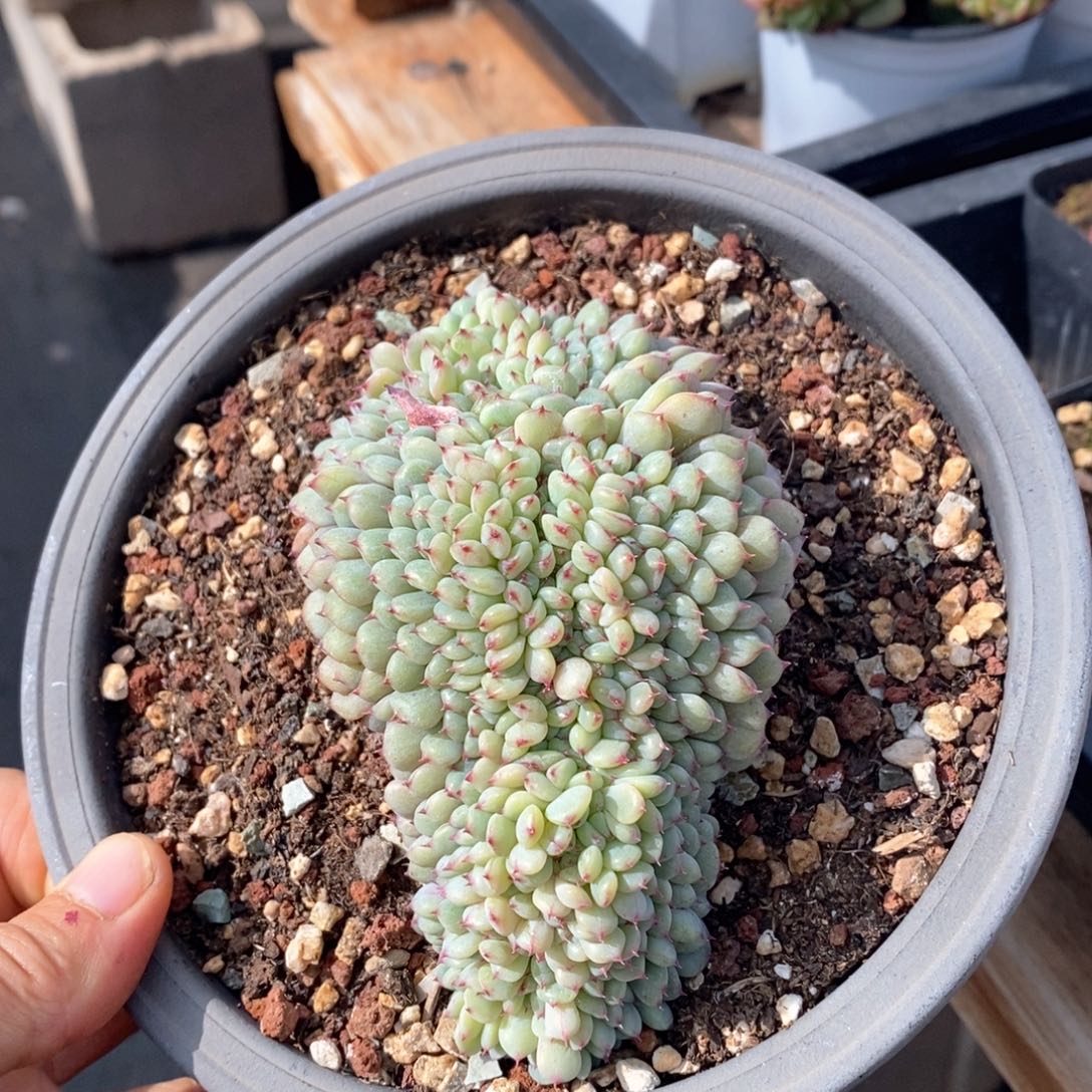 精品多肉一物一拍不包整195