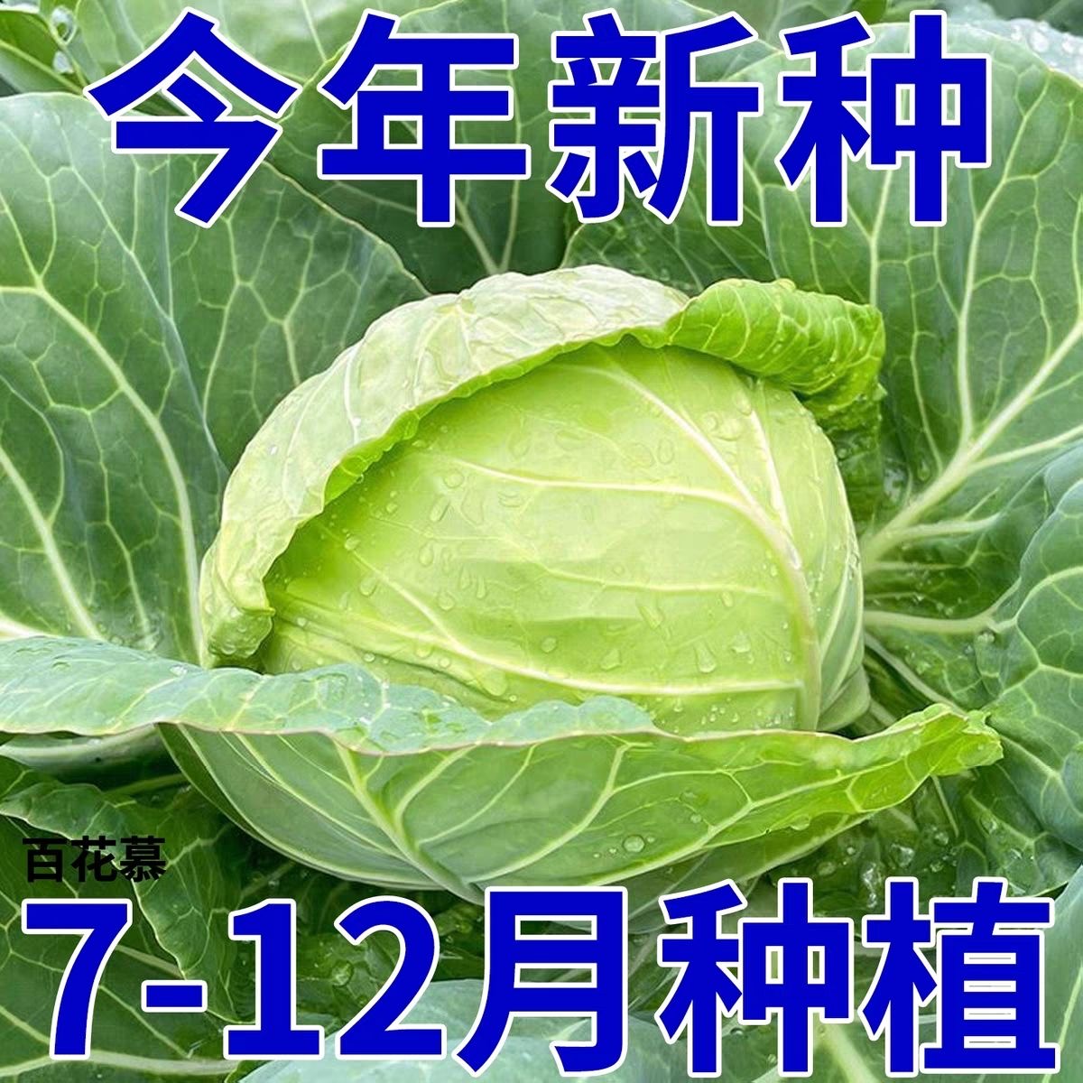京丰一号甘蓝种子高产秋播阳台蔬菜种孑包菜种子农家菜园卷心菜籽