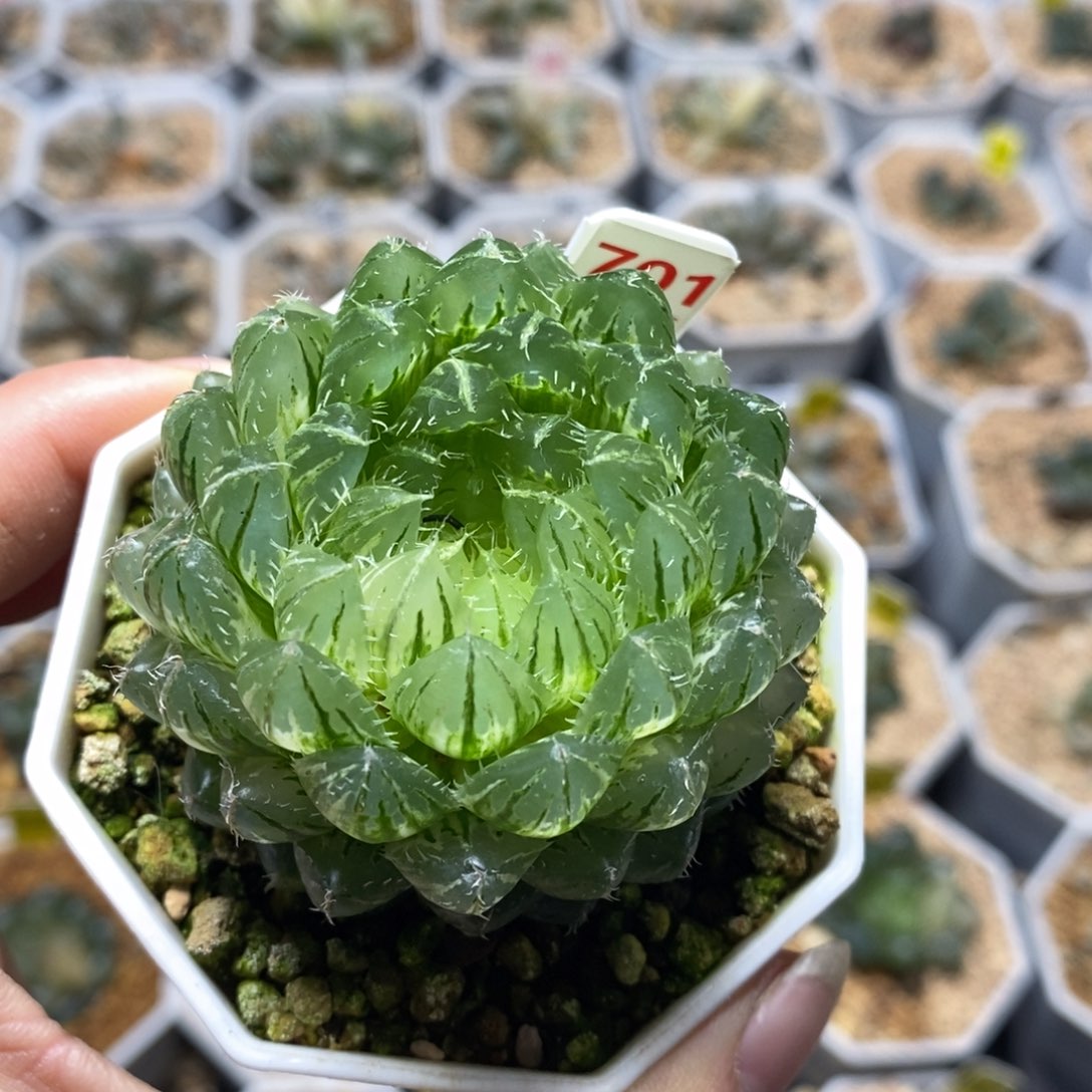 701翠云十二卷多肉植物