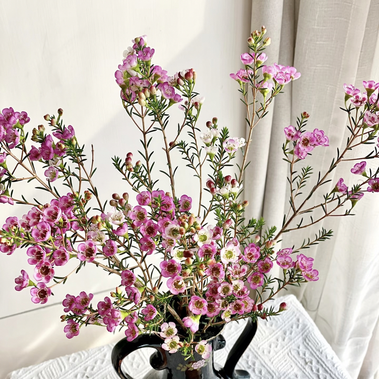 【稀有牛魔王腊梅】任意两单顺丰冷链包邮，0度以下必拍保温棉！