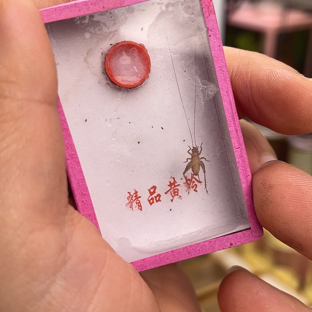 2条长须中黄哈哈哈