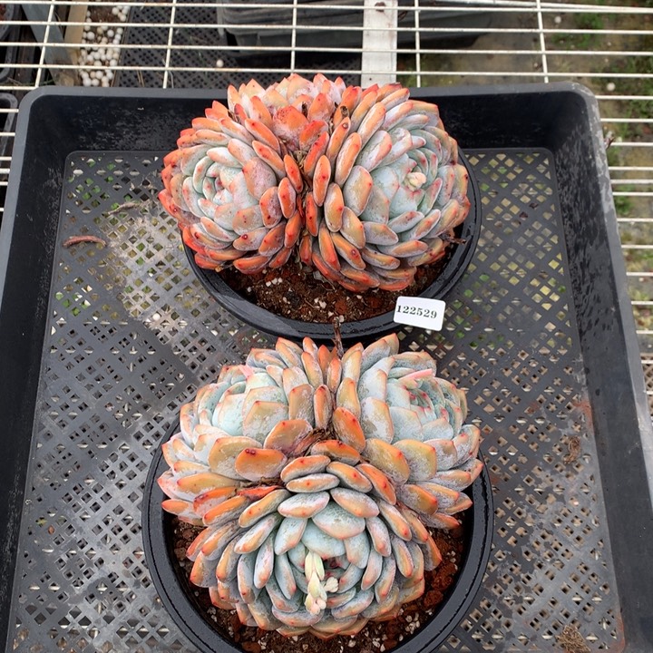 122529两个嗯嗯嗯嗯嗯嗯好