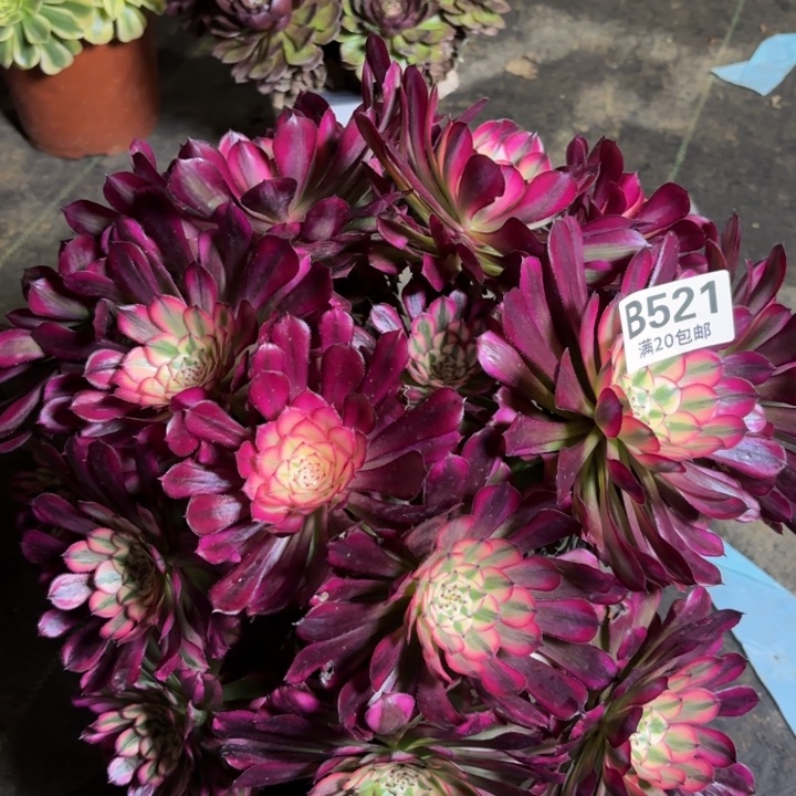 瑞妈一物一拍521