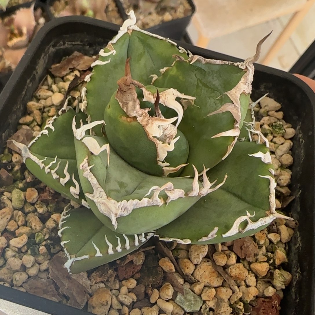 立可白仁王冠龙舌兰