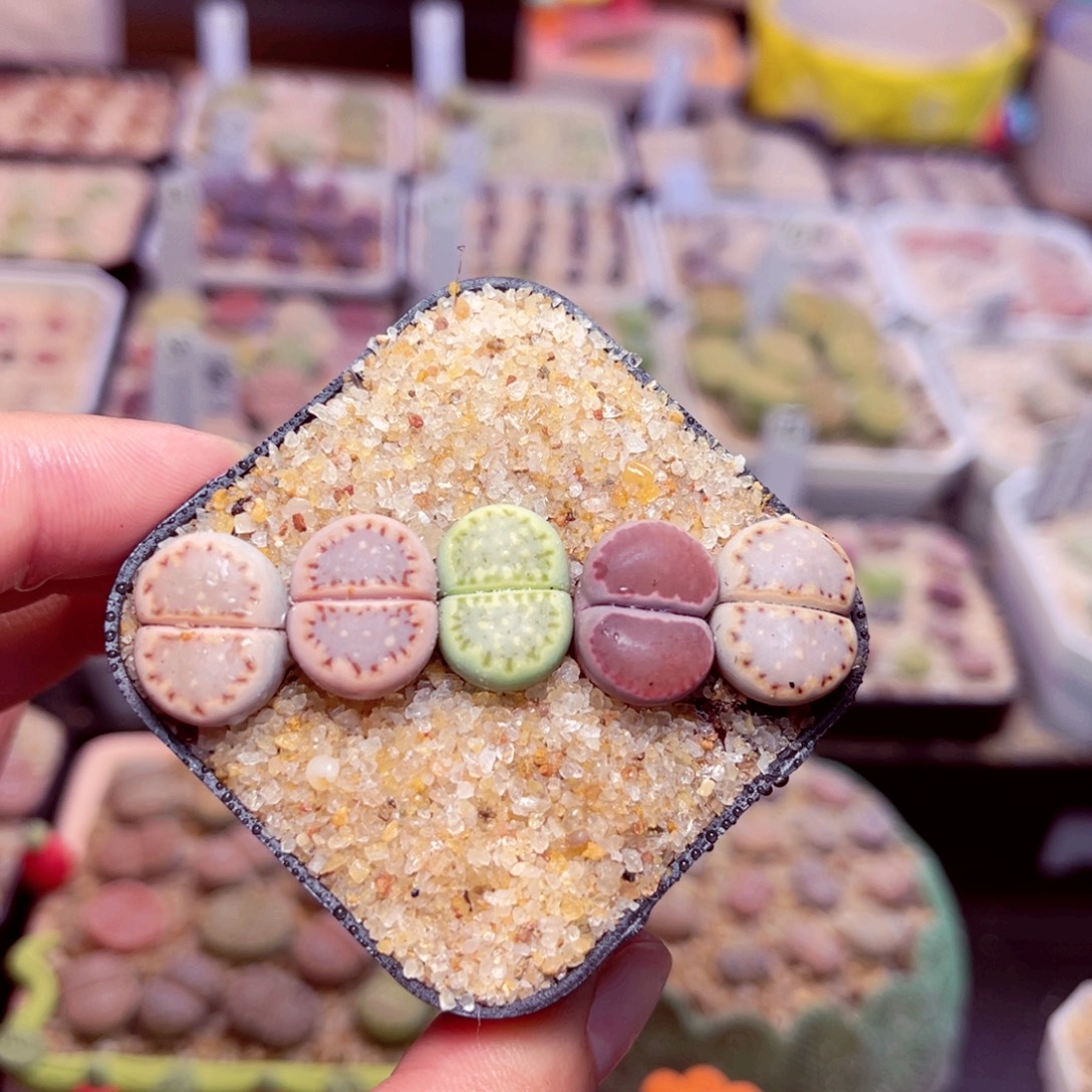 166号带盆包邮发货