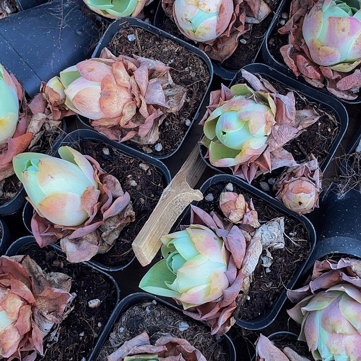 大帕玫瑰带盆土发