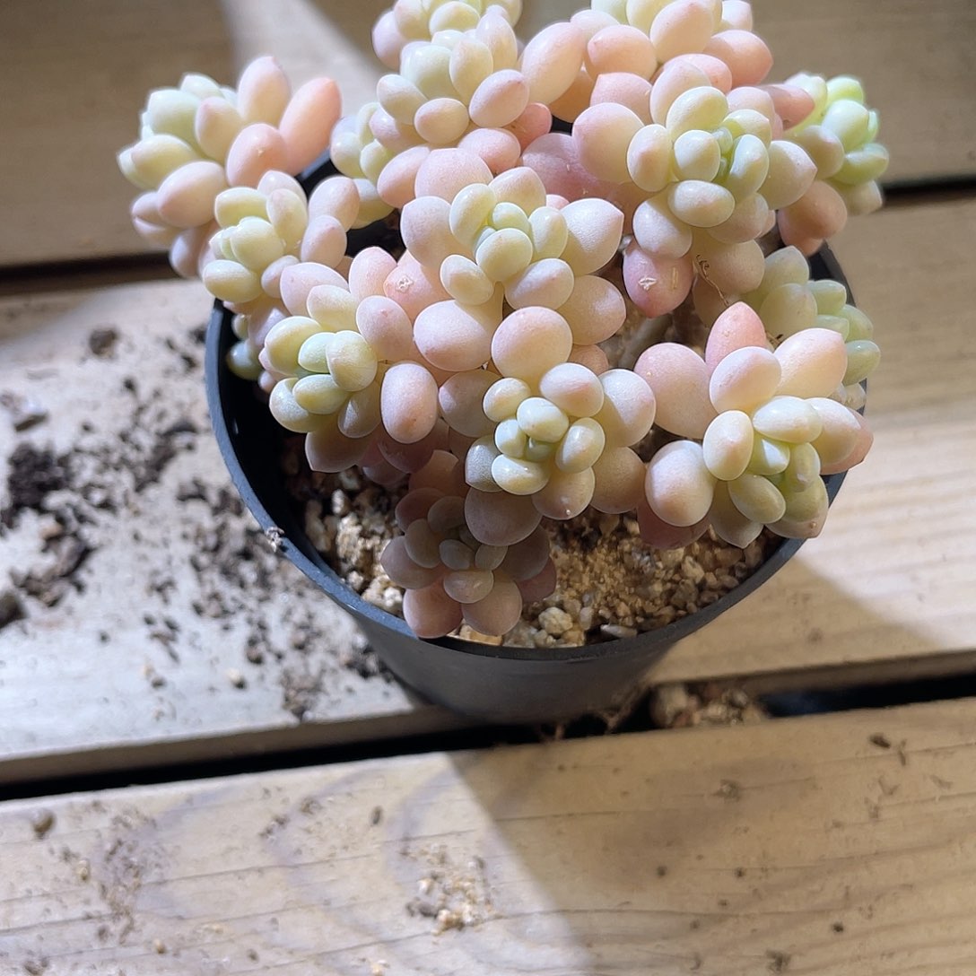 1308  洛可可  六月六