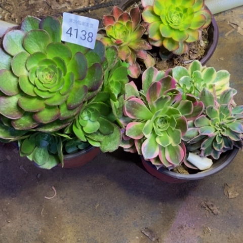 3盆6颗多肉植物4138