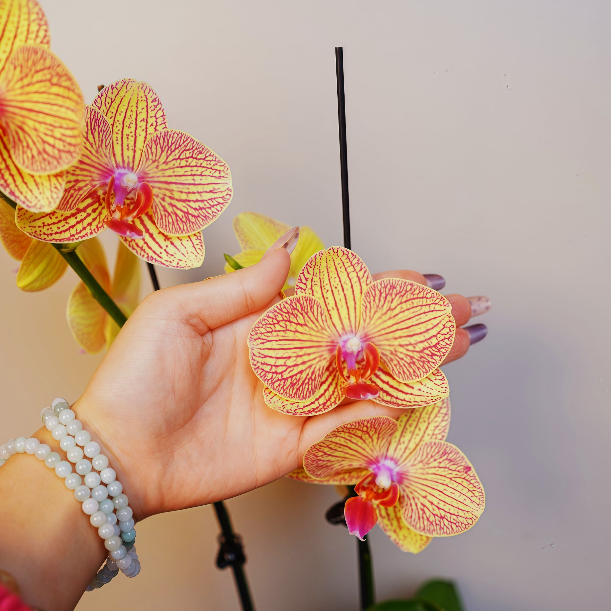 《明兰花卉》蝴蝶兰（黄金甲）带花带花苞开花珠发货