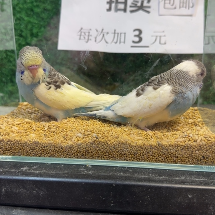 虎皮鹦鹉大头虎皮鹦鹉