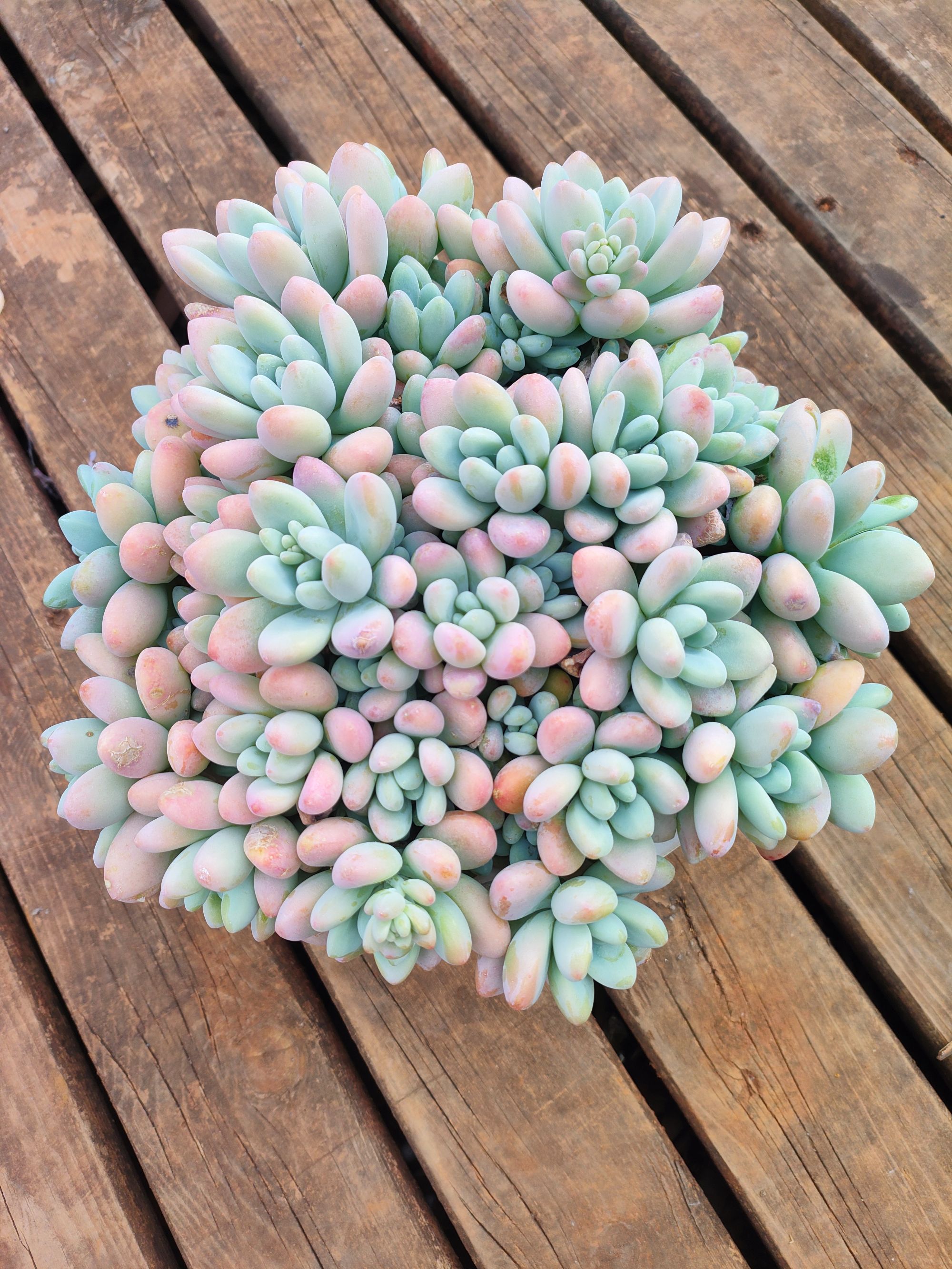 新品精品雪酪蛋糕多肉 好看好养 云南昆明发货  精品多肉绿植