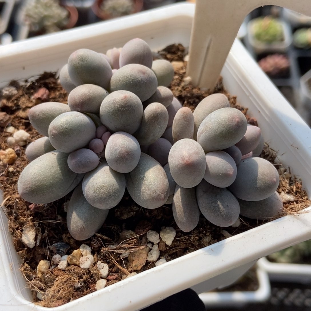 582汤圆unsourced多肉