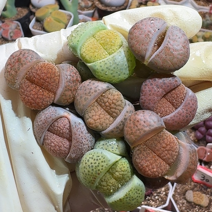 生石花111111222222。     318