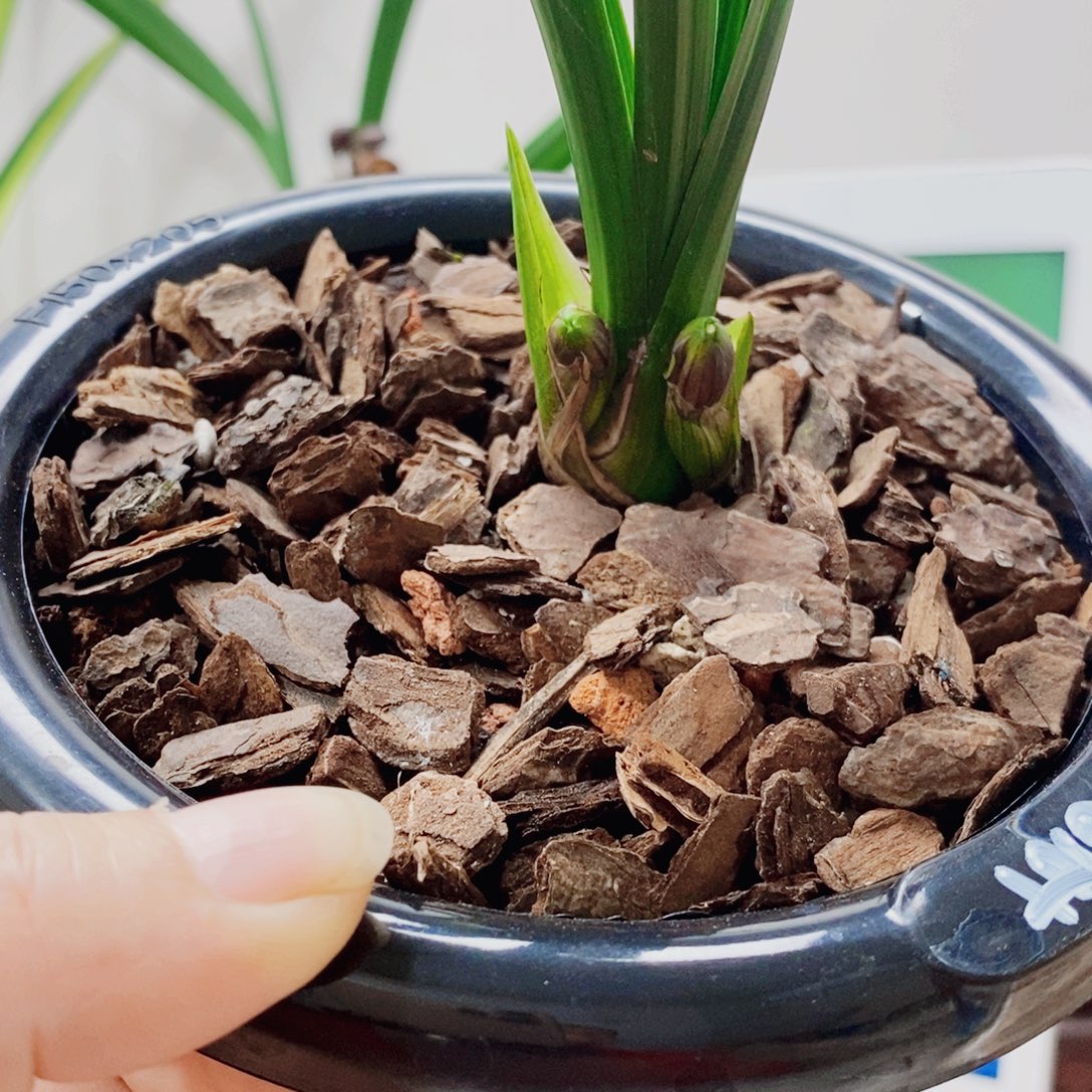 了***缘大部分花苞少量开放