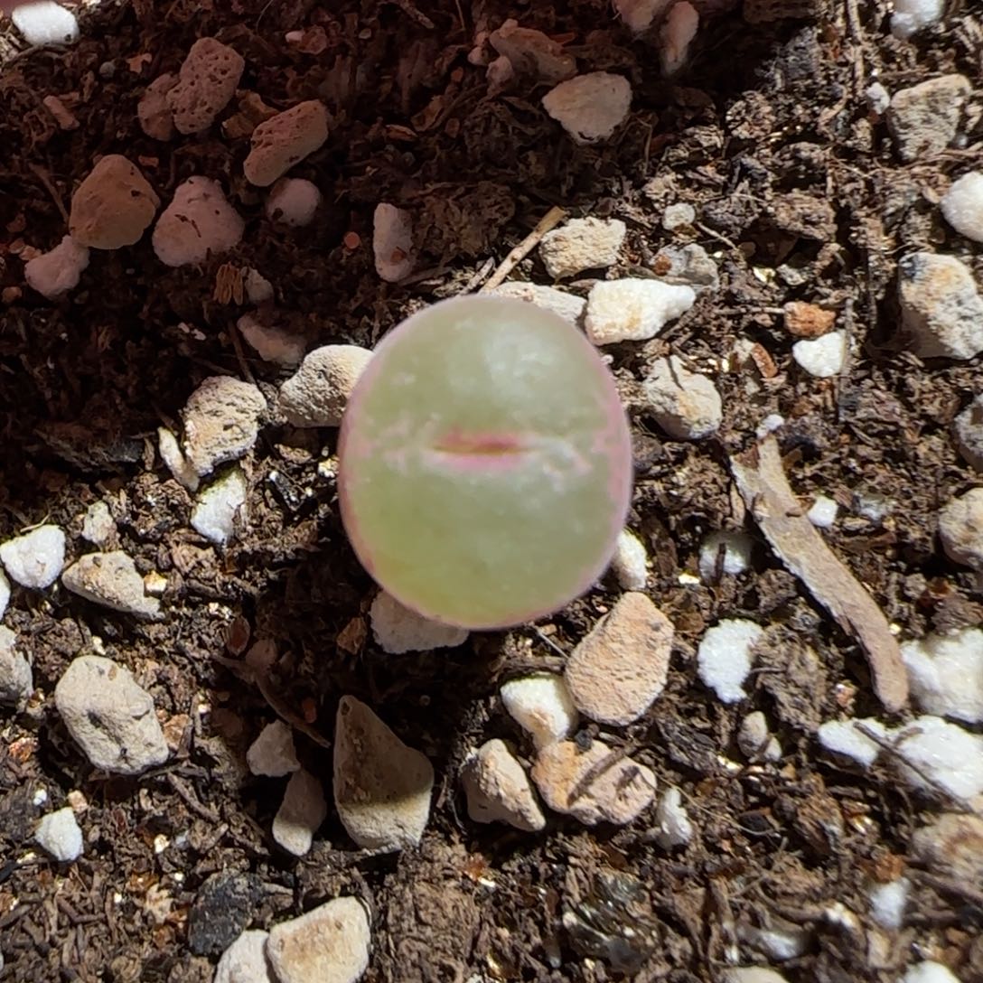 肉锥多肉植物组合-粉安格1435