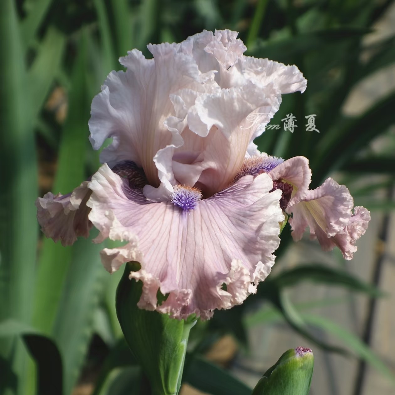 中美公司鸢尾 126Magic Trick 魔术师