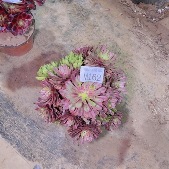 162花脸粉黛多肉植物