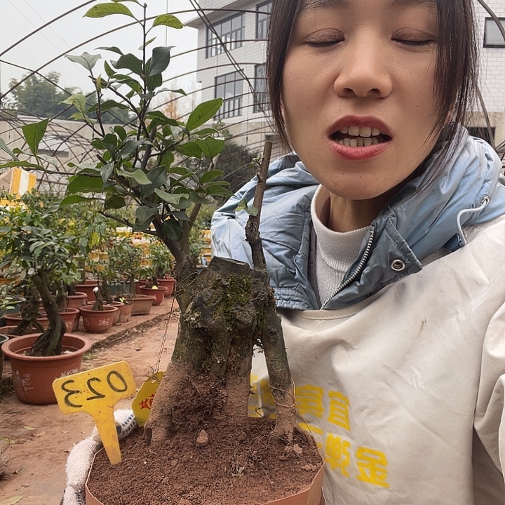平***福无花朵金88888776666