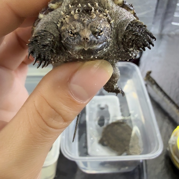 小鳄龟不分公母顶级头版，翘鼻厚嘴满刺小亚成黑佛