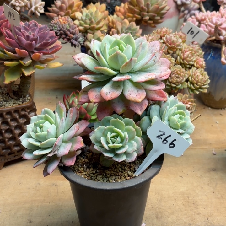 多肉植物，恋曲恋曲266号