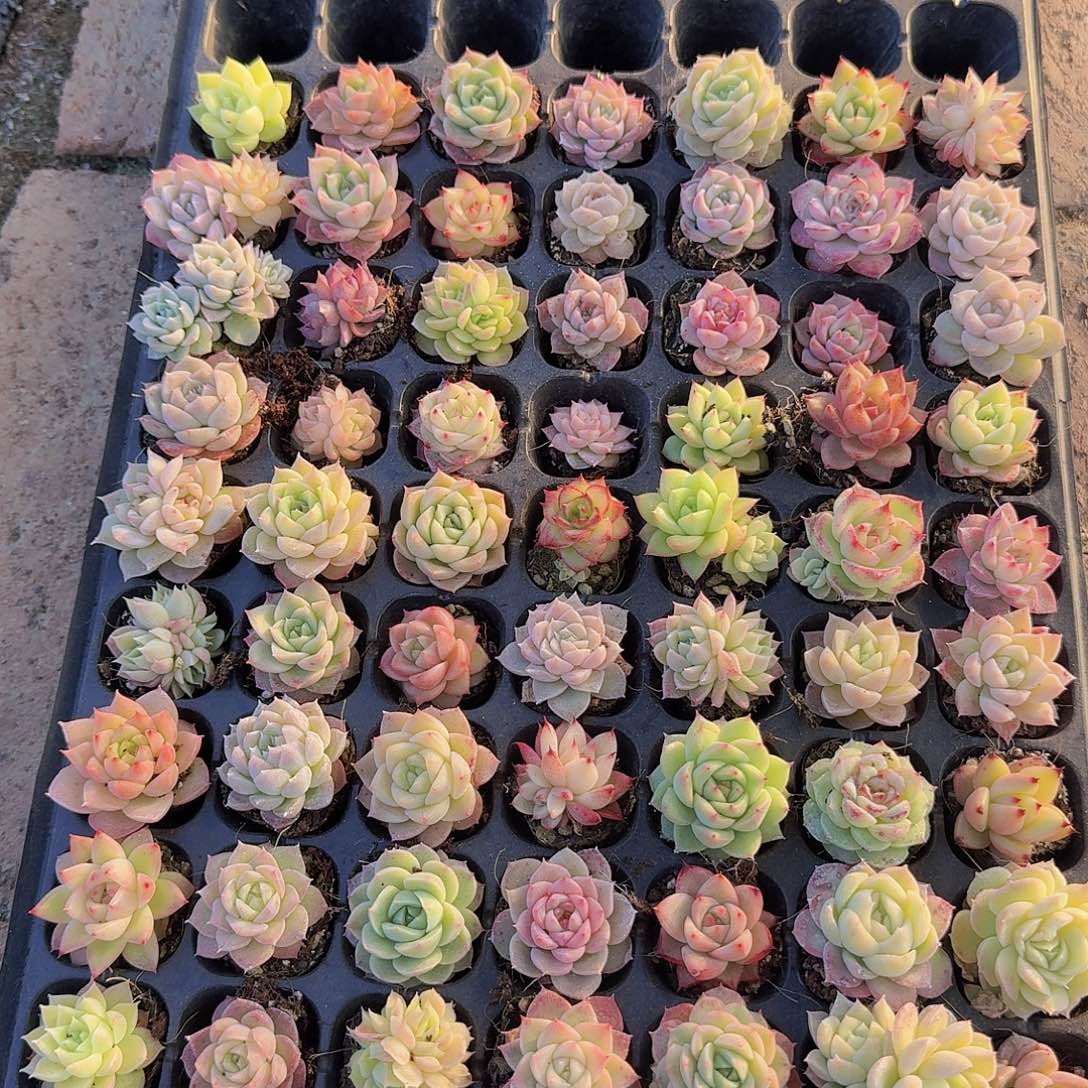 直播福利一物一拍666