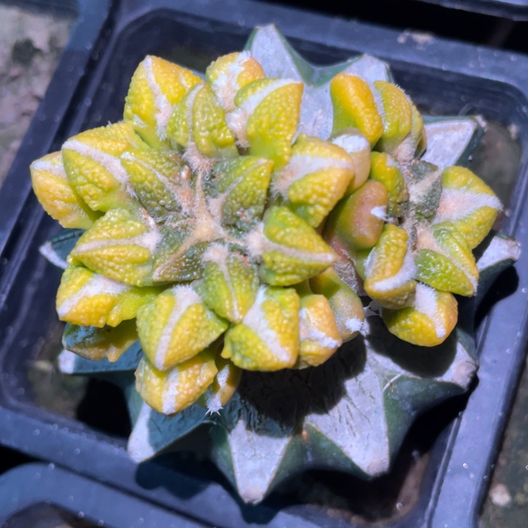 双头黑牡丹锦 仙人球开花