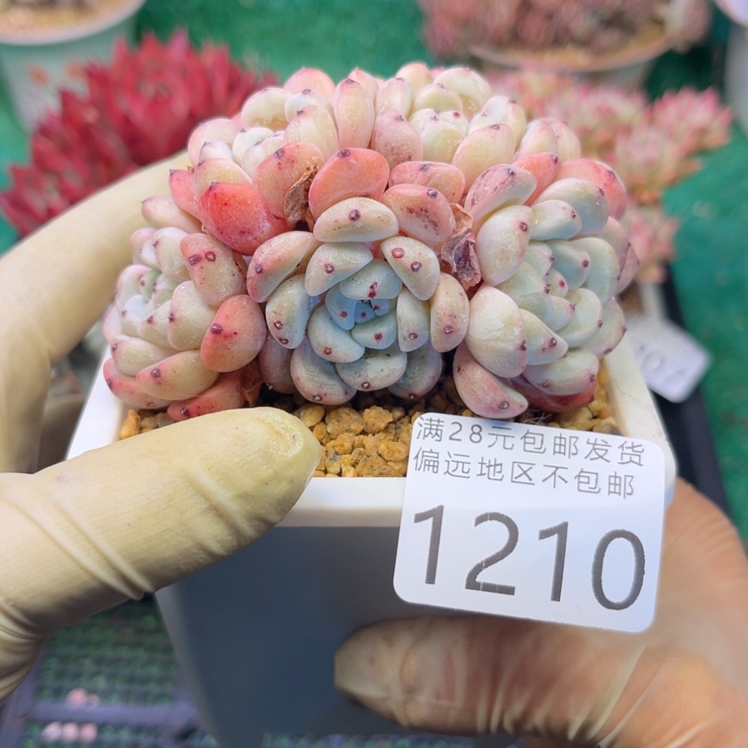 大1210:@z b zh g h j