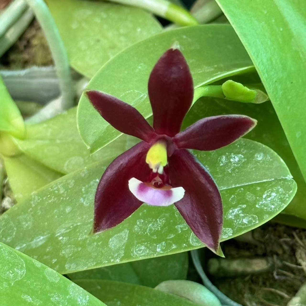 2.5寸 红鹿角-苗 叶微瑕 珍奇蝴蝶兰