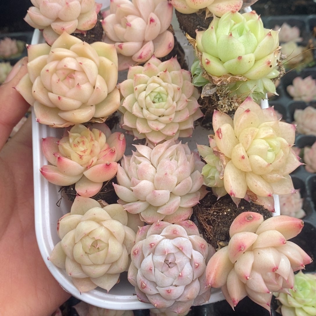 2-135 新疆西藏内蒙不发其他一单包邮两到三公分多肉