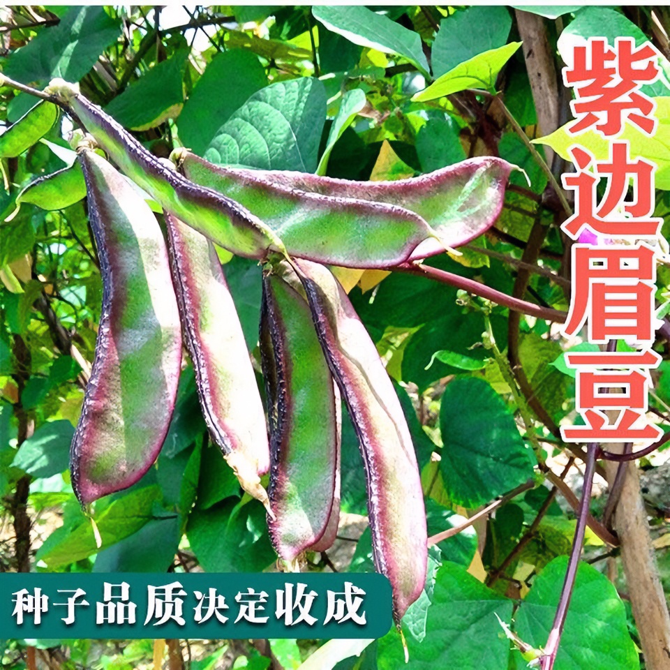 紫边眉豆种子大宽扁豆角种子庭院搭架爬藤易种植早熟红边眉豆种子