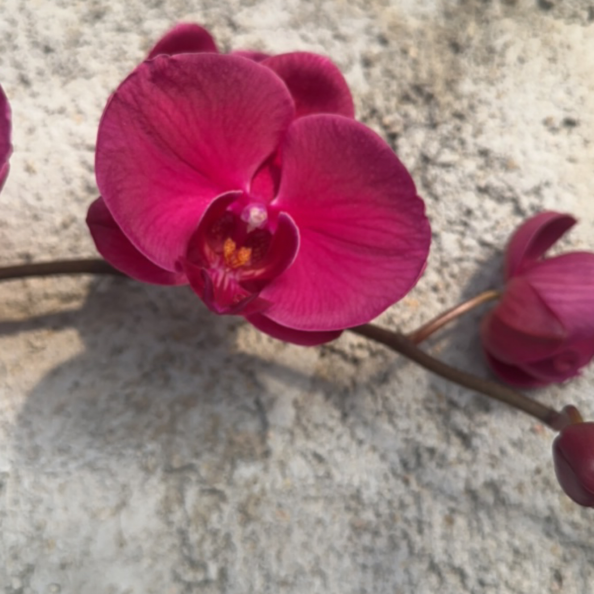 渟叙【洋洋得意】3.0寸 带花带花苞