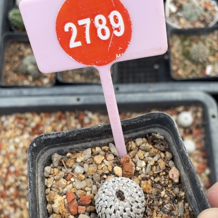 枫***彩实生精巧殿27890000000