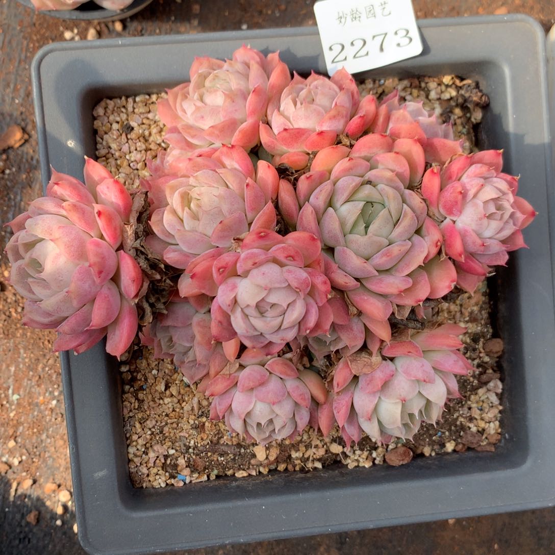 2273杂交精品基地14厘米