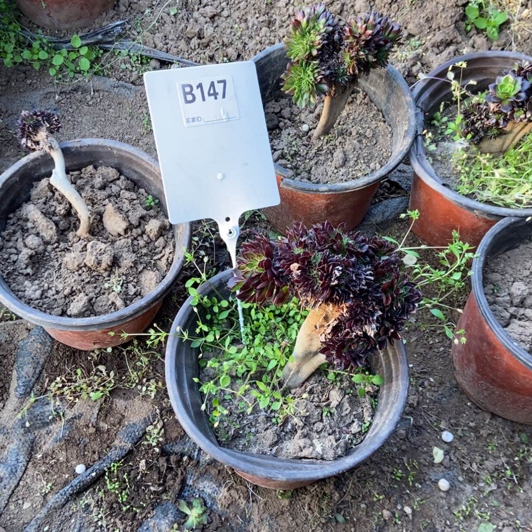 杨****B147黑法师干伤处理