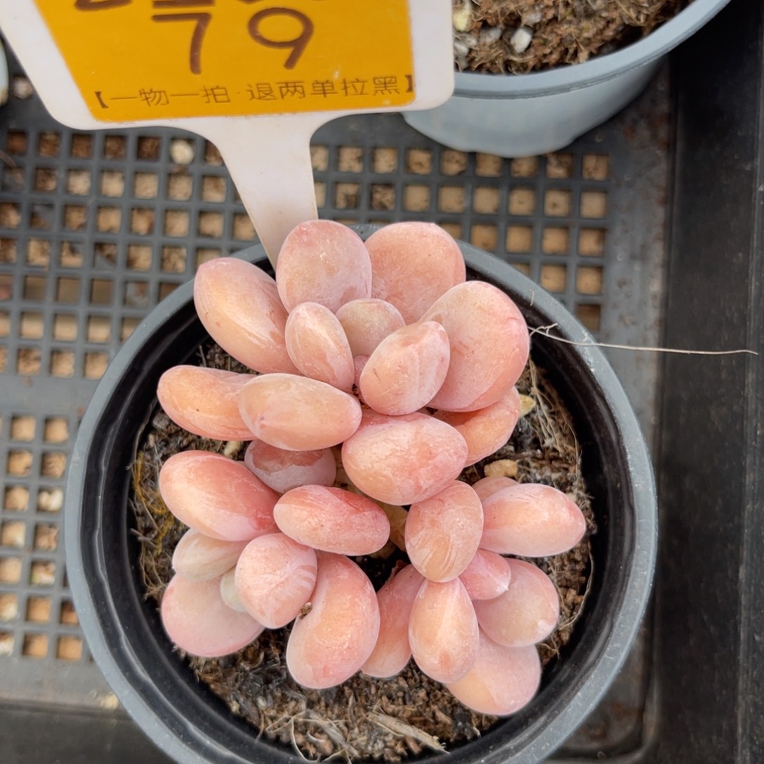 云尘多肉一物一拍79