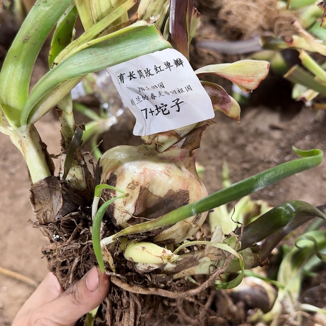 自育长筒玫红色单瓣7+坨坨