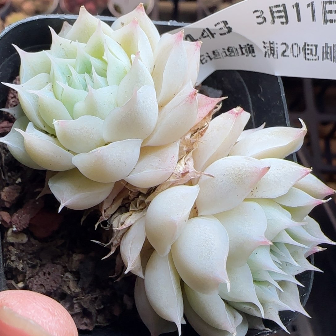 花语逸镜0311-443散