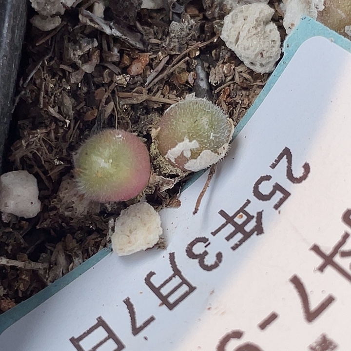 7-90毛球多肉植物