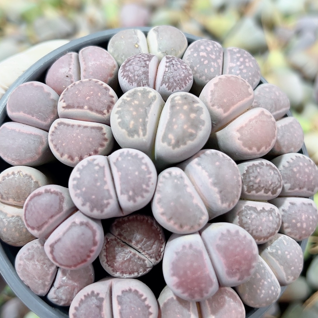 1000 好养易活生石花大母部分长腿特价处理