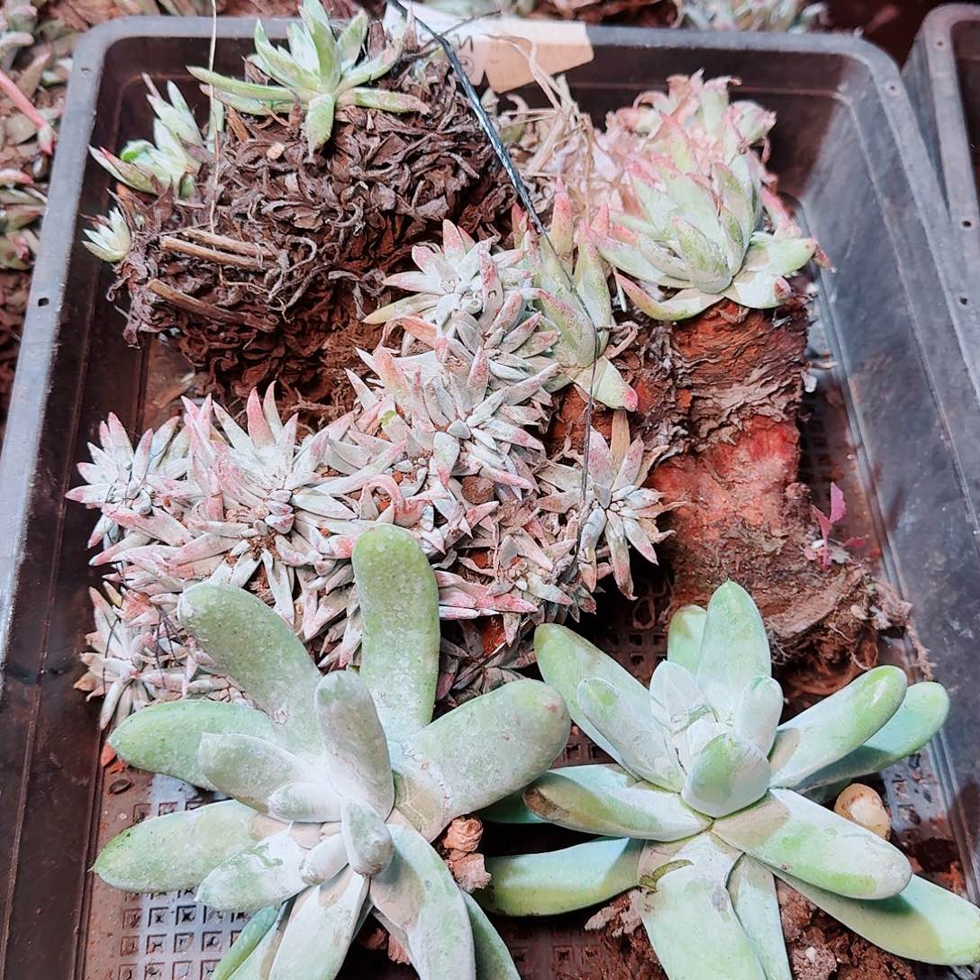 8634瑕疵框拍不售后