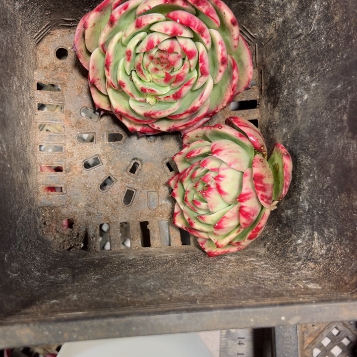 J***心惊鸿仙子多肉植物A286