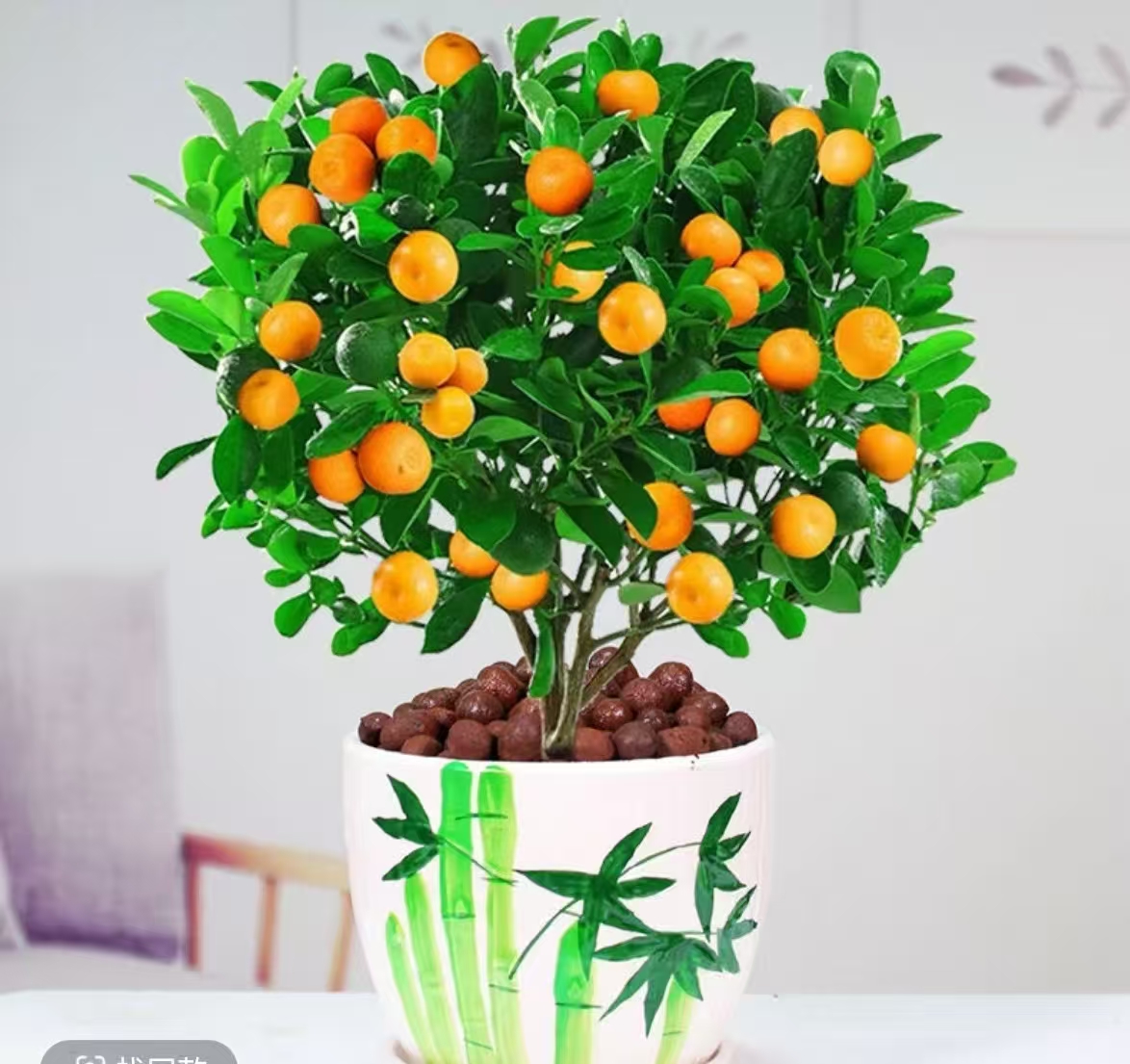 室内外阳台四季盆栽植物绿植盆景南北方均可种植纯甜无酸好养护