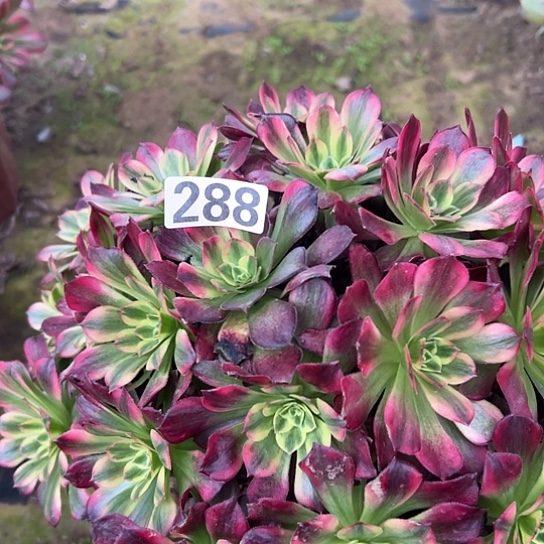 陈***姐多肉植物一个红玫瑰288