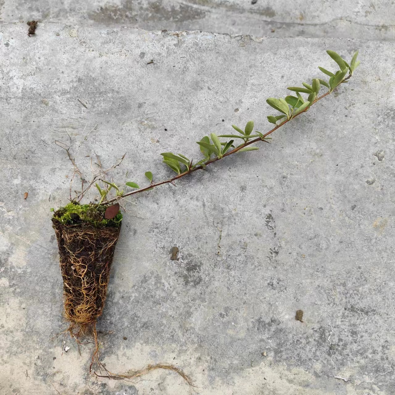 火棘盆景素材练手料掌上符石小微吉祥果苗盆栽火把果救军粮红子刺