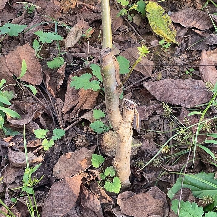 无花朵三角蛙一年嫁接树