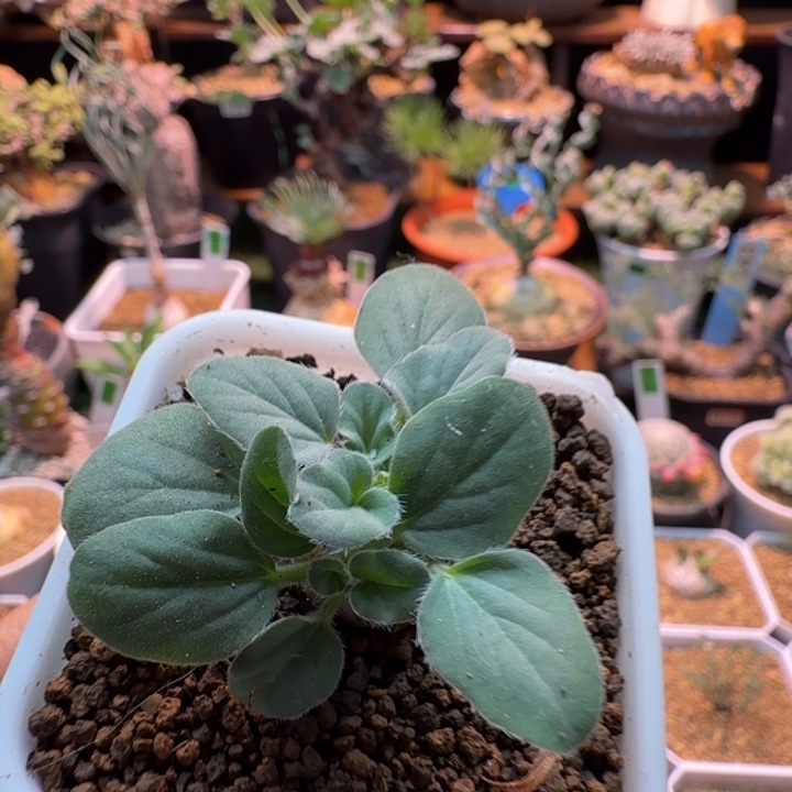 文纳森洋葵821 仙人掌